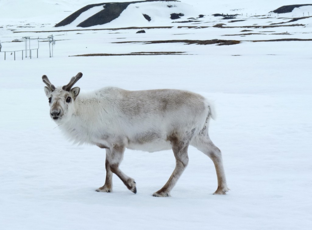 Svalbard's sturdy reindeer are adapting to climate change. In Siberia, thousands of animals have died of starvation. (Pic: I.Quaile)